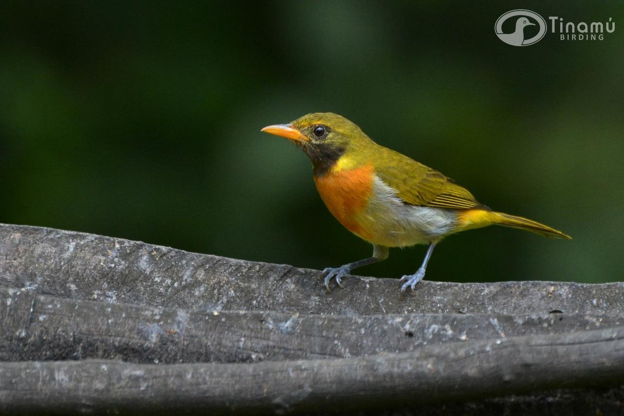 Hotel Tinamu Birding La Manuelita Exterior foto